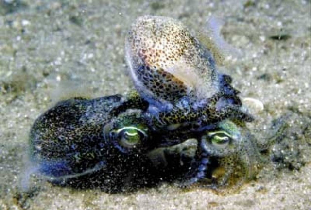 Καλαμάρι της Αυστραλίας κάνει τρίωρο σεξ και ξεκουράζεται