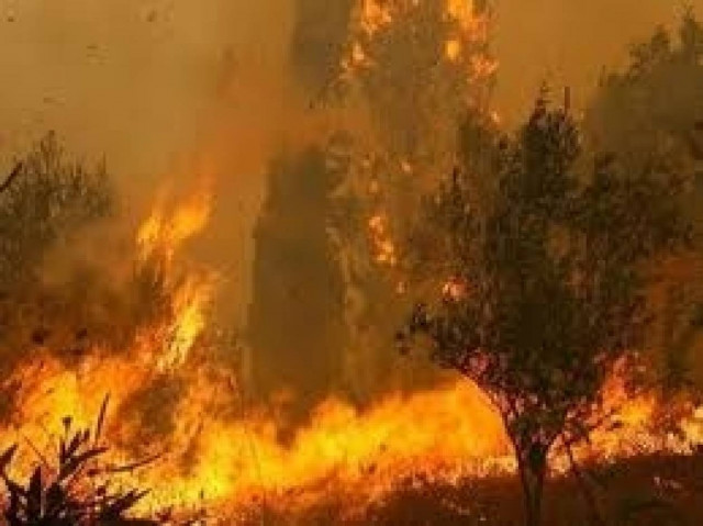 Νέα φωτιά στο Άργος