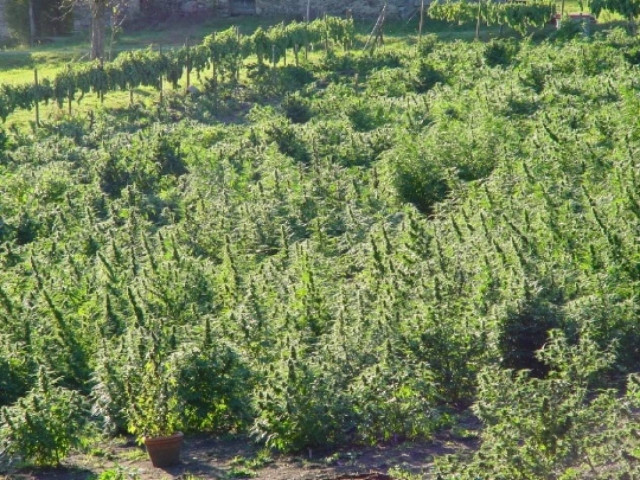 Ιωάννινα: «Μπλόκο» σε 324 κιλά κάνναβης