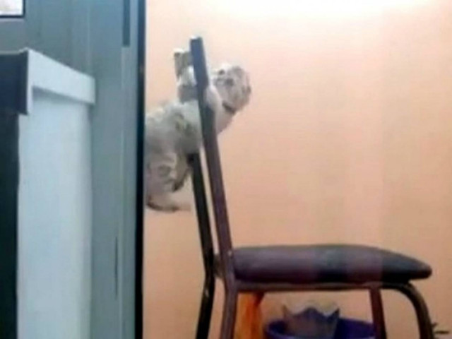 Ξεκαρδιστικό βίντεο: Μια γάτα έτοιμη για τους... Ολυμπιακούς Αγώνες!