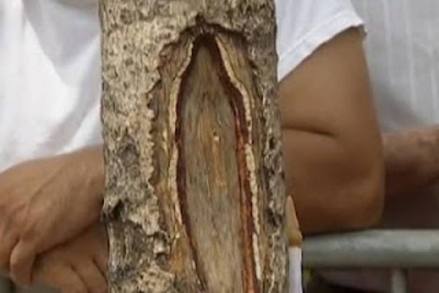 Η Παναγία σε δέντρο στην Νέα Υόρκη; (video)