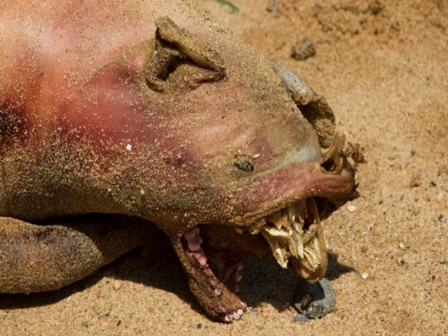 Σοκ: Ανακάλυψαν το Τέρας του Μπρούκλιν (pics)