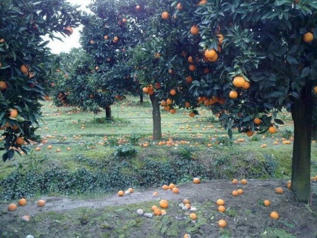 ΕΛΓΑ: Μποναμάς αποζημιώσεων την Τρίτη