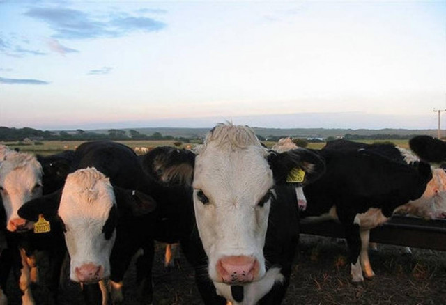Σοκ: 5χρονη μεγάλωνε σε κοπάδι αγελάδων