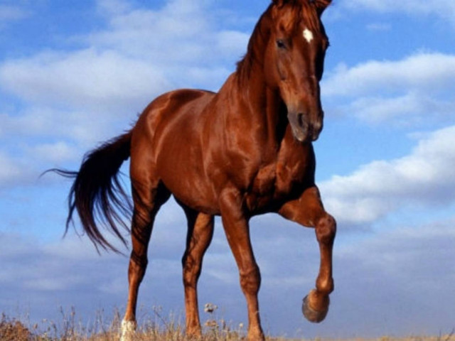 Προσοχή! Να γιατί δεν πρέπει να στέκεστε πίσω από ένα άλογο (vid)