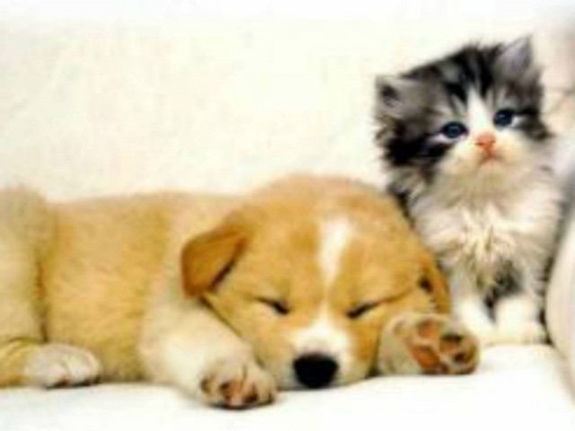 Φωτογραφίζουμε τα ζωάκια μας περισσότερο από τους συντρόφους μας!