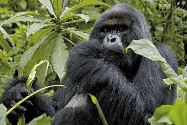 Γορίλλας κρεμάστηκε κατά λάθος σε ζωολογικό κήπο