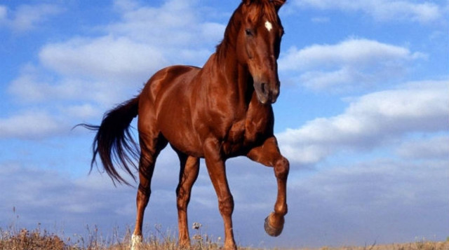 Ηθικό δίδαγμα: Ποτέ μην στέκεστε πίσω από ένα άλογο (video)