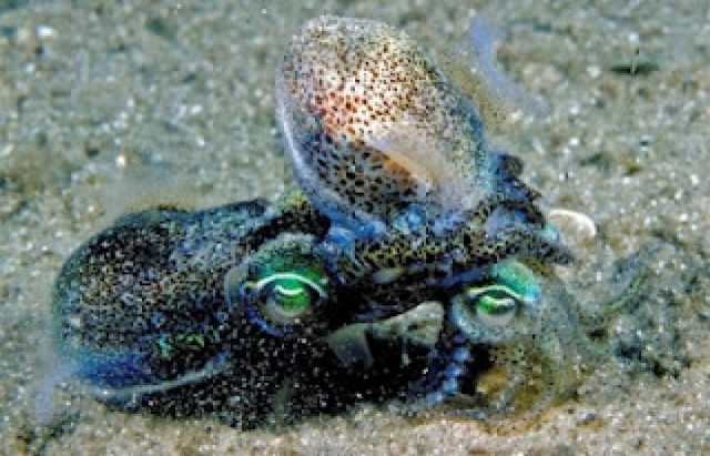 Πρωταθλητές του σεξ τα καλαμάρια