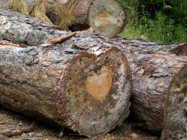 Δεν θα πιστεύετε τι έχει αυτό το δέντρο μέσα στον κορμό του!