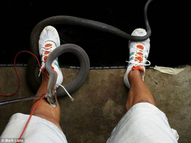 ΣΟΚ: Τον δάγκωσε δηλητηριώδες φίδι την ώρα που το φωτογράφιζε