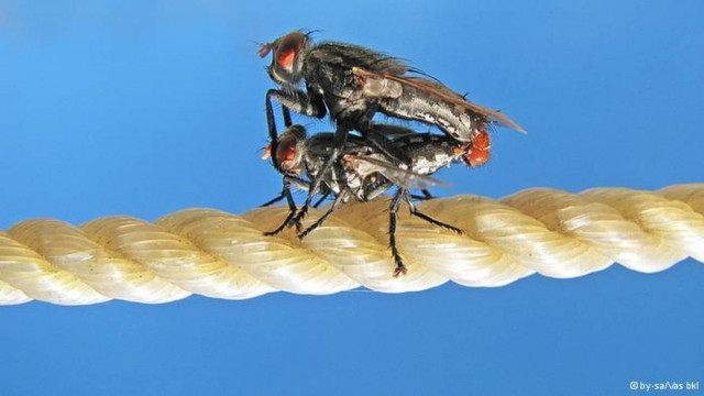 Το σέξ σκοτώνει...