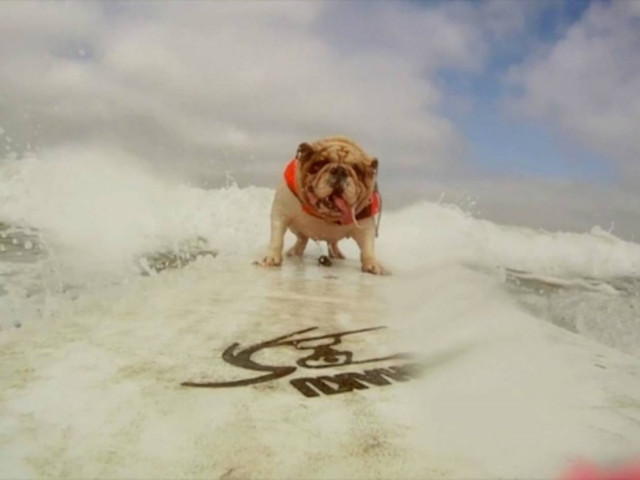 Απίθανοι σκύλοι - σέρφερς! (vid)