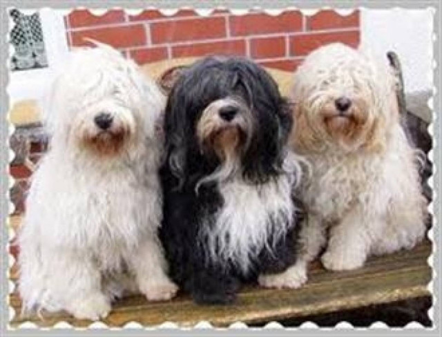 Ανέκδοτο: Τρεις σκύλοι στον κτηνίατρο...