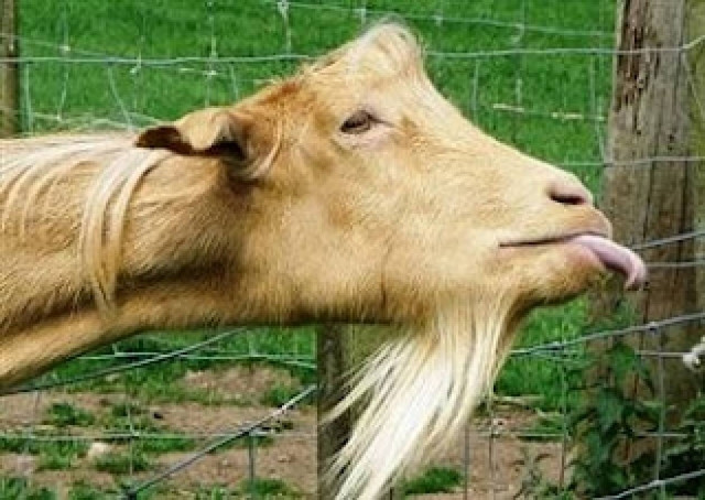 Ανέκδοτο: Γάλα από κατσίκα!