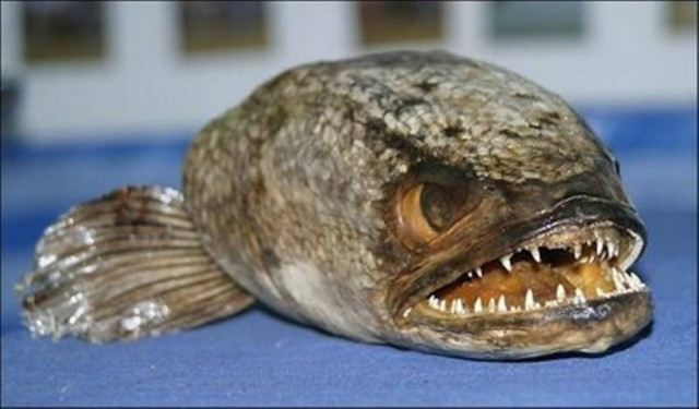 Έβρος: Ψάρεψε πιράνχας 45 εκατοστών