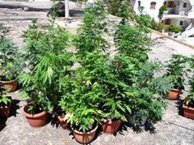 Ρόδος: Ξηλώθηκαν 17 δενδρύλλια από σπίτι