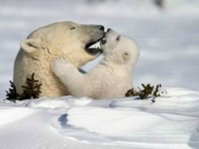 ΣΥΓΚΙΝΗΤΙΚΟ VIDEO: Πολική αρκούδα βοηθά μωρό να ανέβει στον πάγo!