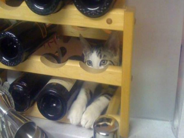 Απίστευτα ζώα σε ξεκαρδιστικές φωτογραφίες