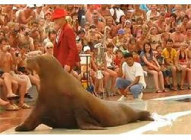 Video: Ο απόλυτος χορευτής του ζωικού βασιλείου