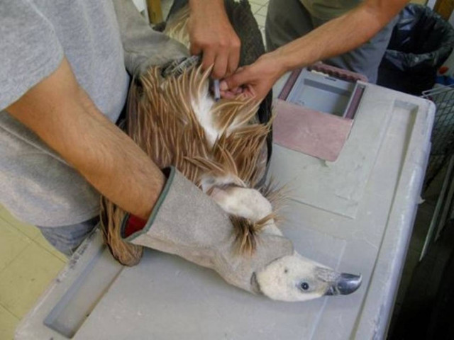 Κρήτη: Δηλητηριάζουν τα άγρια πτηνά