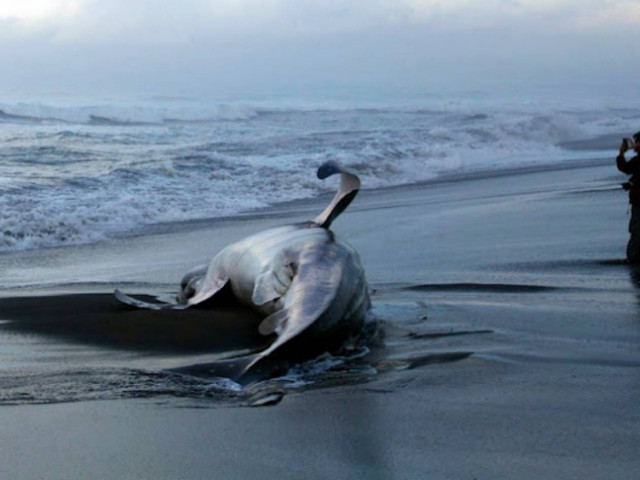 Άδοξο τέλος για το μεγαλύτερο ψάρι στον κόσμο (pics)