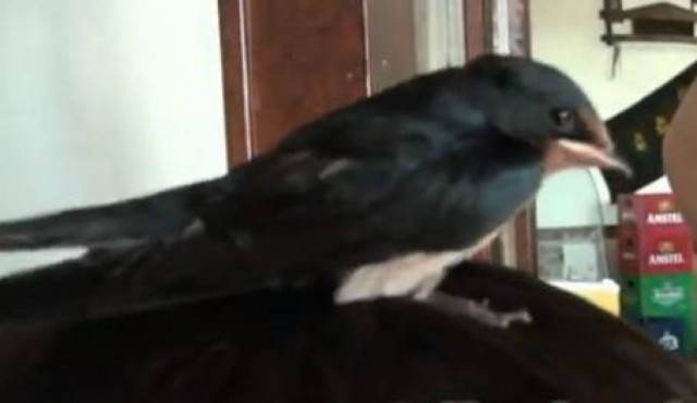 Video: Τρικαλινός κατάφερε να ημερέψει χελιδόνι