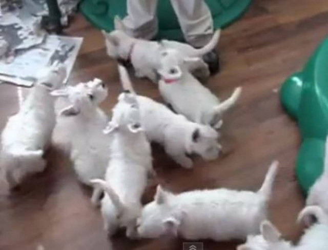 Video: Τα λαίμαργα κουταβάκια