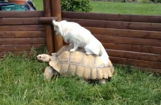 Video: Βόλτα πάνω σε μία χελώνα