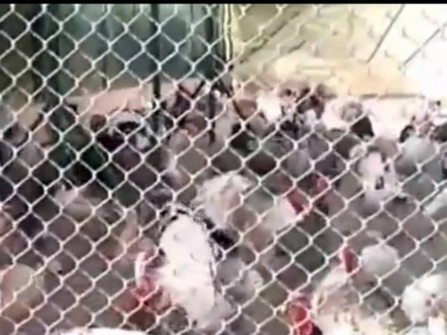 Ξεκαρδιστικό: Ο άνθρωπος που μιλάει με γαλοπούλες! (vid)