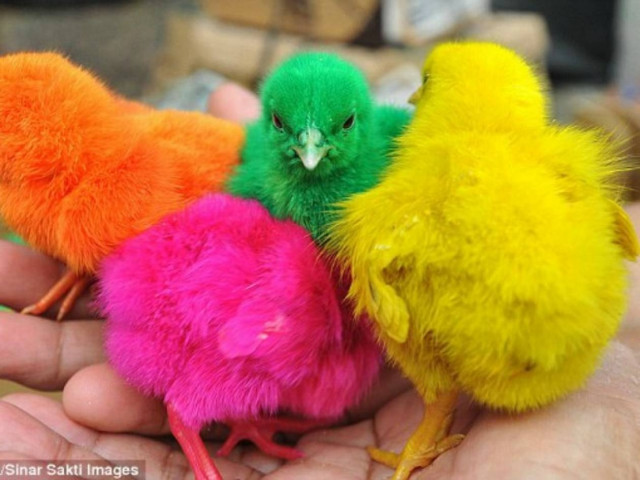 Σοκαριστικό: Βάφουν κοτοπουλάκια και τα πουλάνε (pics)