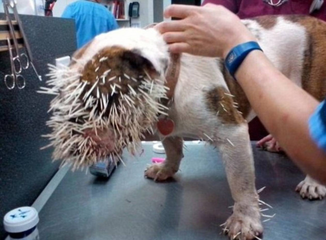 Αυτά παθαίνεις όταν τα βάζεις με σκαντζόχοιρο...