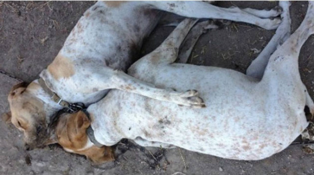 Τραγικό! Πέθαναν αγκαλιασμένα