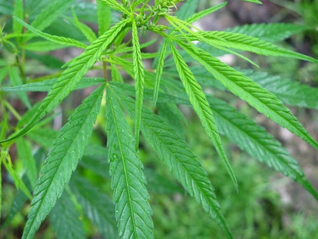 Σύλληψη για ναρκωτικά στον Βόλο