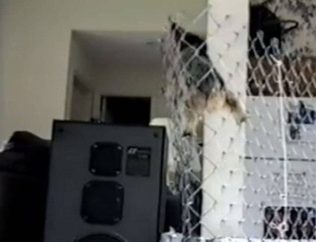 Video: Ο σκύλος Michael Scofield