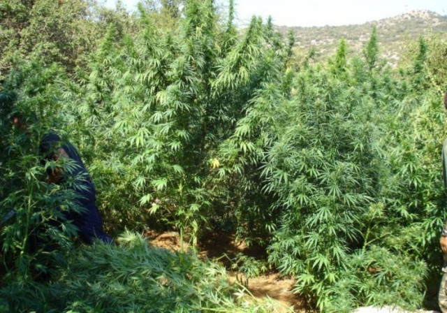 Φυτεία με 456 χασισόδεντρα στη Θεσσαλονίκη