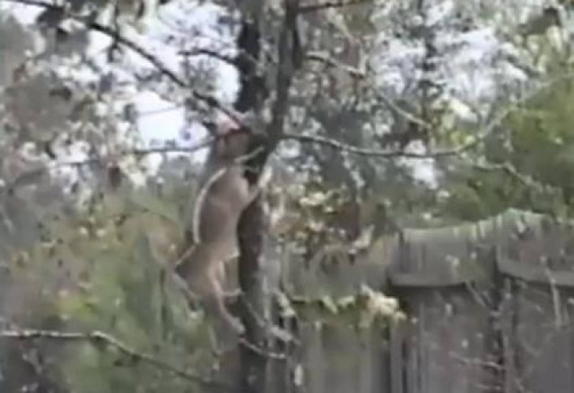 Video: Ο σκύλος που νομίζει ότι είναι σκίουρος