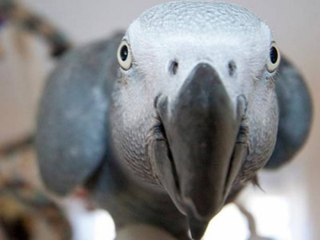 Ο παπαγάλος έχει την εξυπνάδα ενός τρίχρονου παιδιού