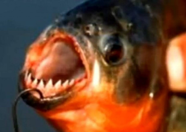 Video: Από ενυδρείο της Βουλγαρίας τα πιράνχας στον Έβρο