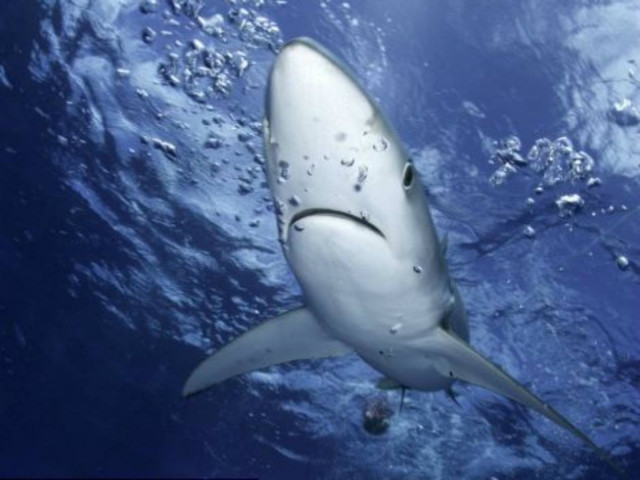 Εκπληκτικές φωτογραφίες με καρχαρίες!