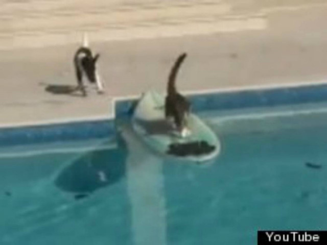 Απίθανο βίντεο: Γάτα ξεφεύγει από σκύλο κάνοντας σέρφινγκ!