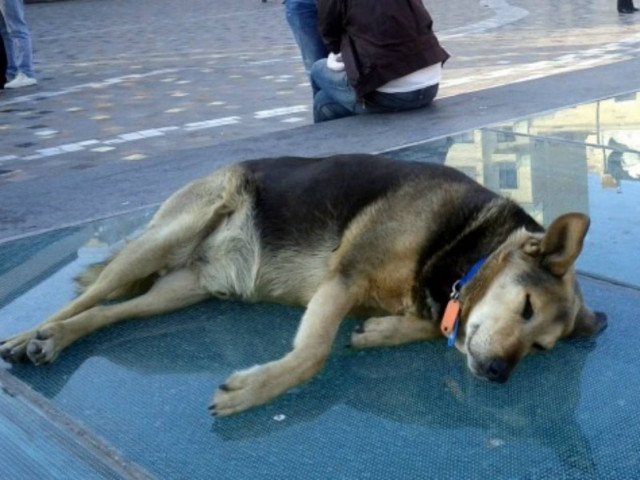 Φρίκη στα Χανιά: Έκοψαν το κεφάλι σκύλου και το κρέμασαν σε κοινή θέα