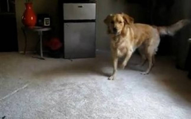 VIDEO: Ο αγαπημένος σκύλος των ανδρών