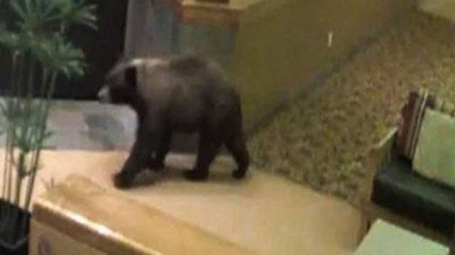 VIDEO: Αρκούδα... τουρίστρια