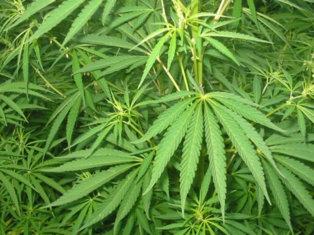 Καλλιεργούσαν κάνναβη σε σύραγγα του μετρό!