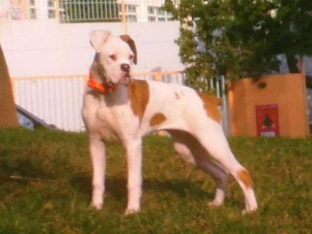 Απίστευτο: Σκύλος εκτελεί χρέη υπαλλήλου σε βενζινάδικο!