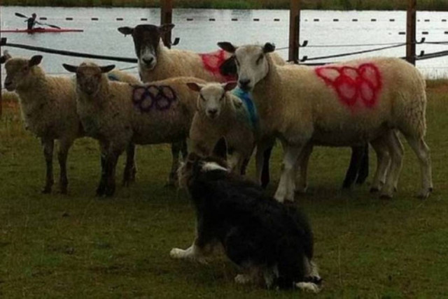 Ολυμπιακοί Αγώνες: Τα επίσημα πρόβατα των Ολυμπιακών Αγώνων (photos)