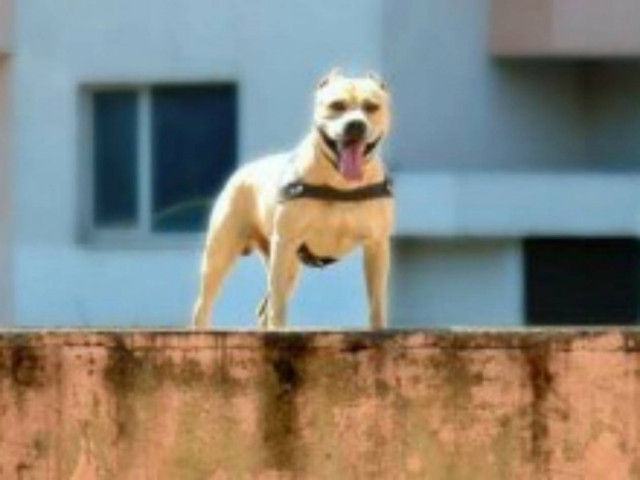 Απίθανο βίντεο: Σκύλος κάνει παρκούρ!