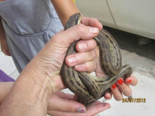 Τα φίδια που κρύβονται στην Αθήνα (pics)