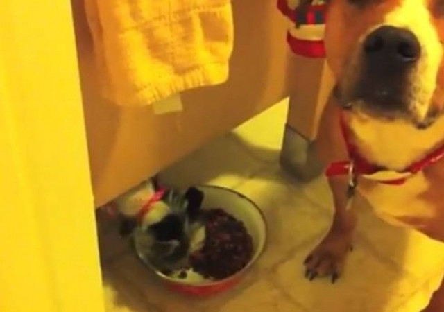 Video: Ένα κουτάβι κλέφτης